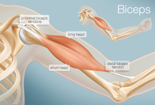 diagram of the shoulder and bicep tendon tear showing muscles