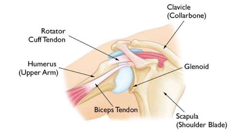diagram vector of biceps tendon shoulder tear