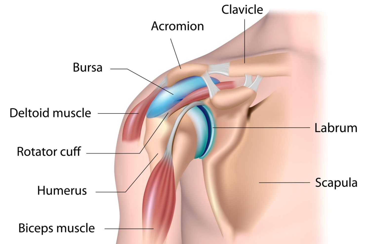 diagram of shoulder